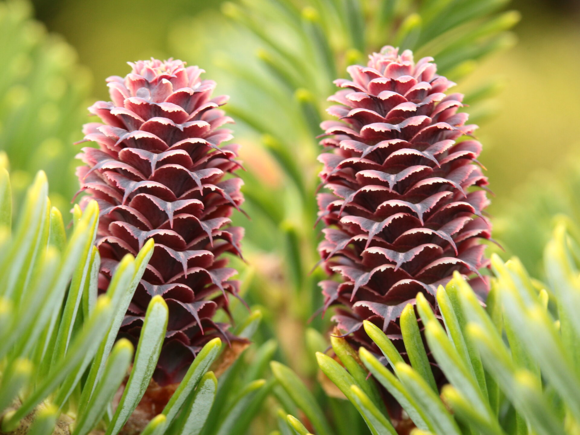 Abies koreana x lasiocarpa 